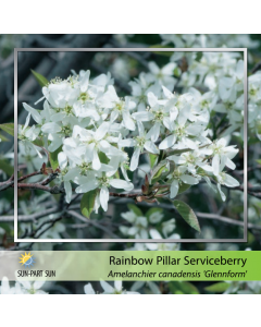 Rainbow Pillar Serviceberry