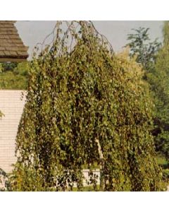 Youngs Weeping Birch