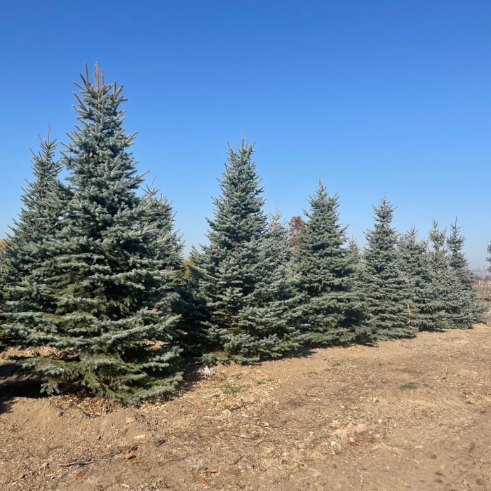 Colorado Blue Spruce - Hutton-Loyd Tree Farm