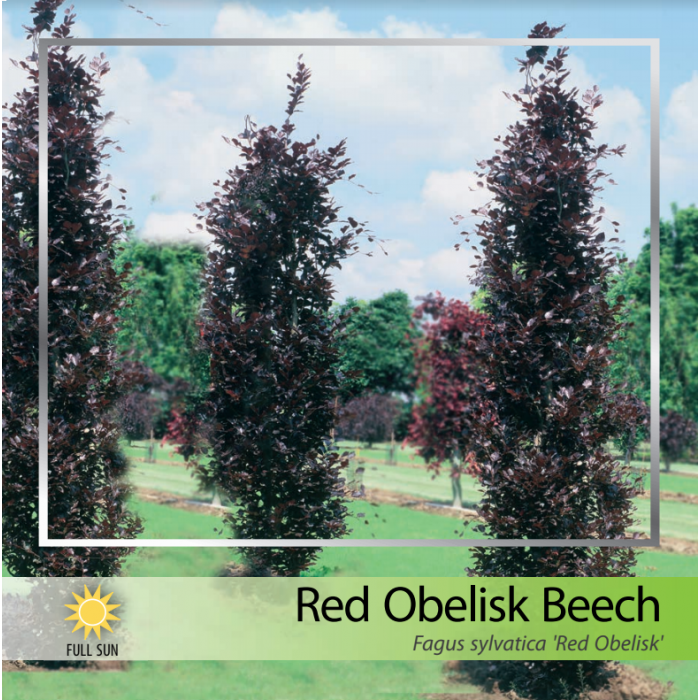 Obelisk Beech