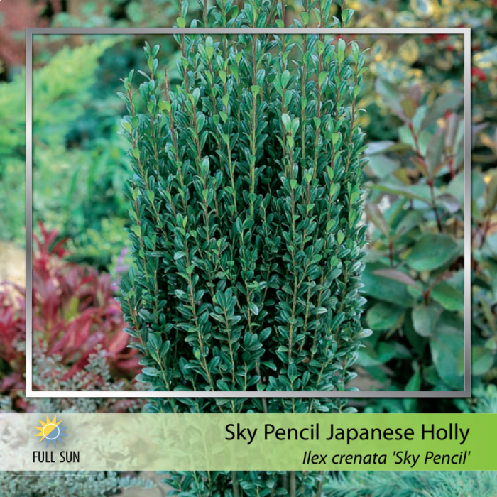 sky pencil holly growth rate per year