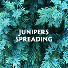 Junipers - Spreading