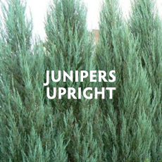 Junipers - Upright